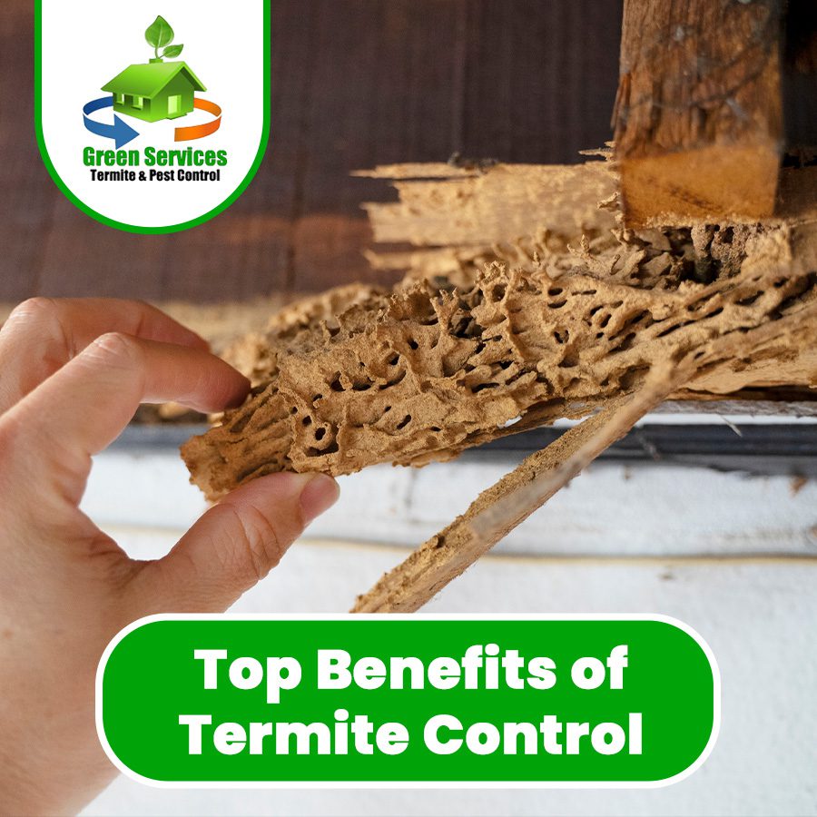 Top Benefits of Termite Control