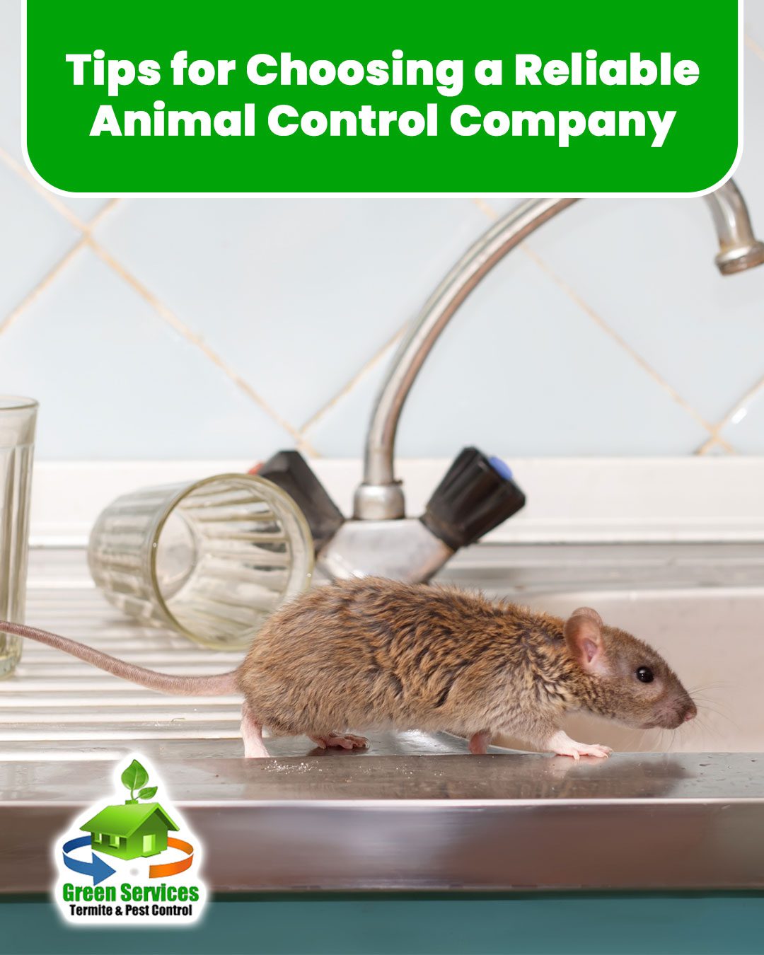 Tips for Choosing a Reliable Animal Control Company