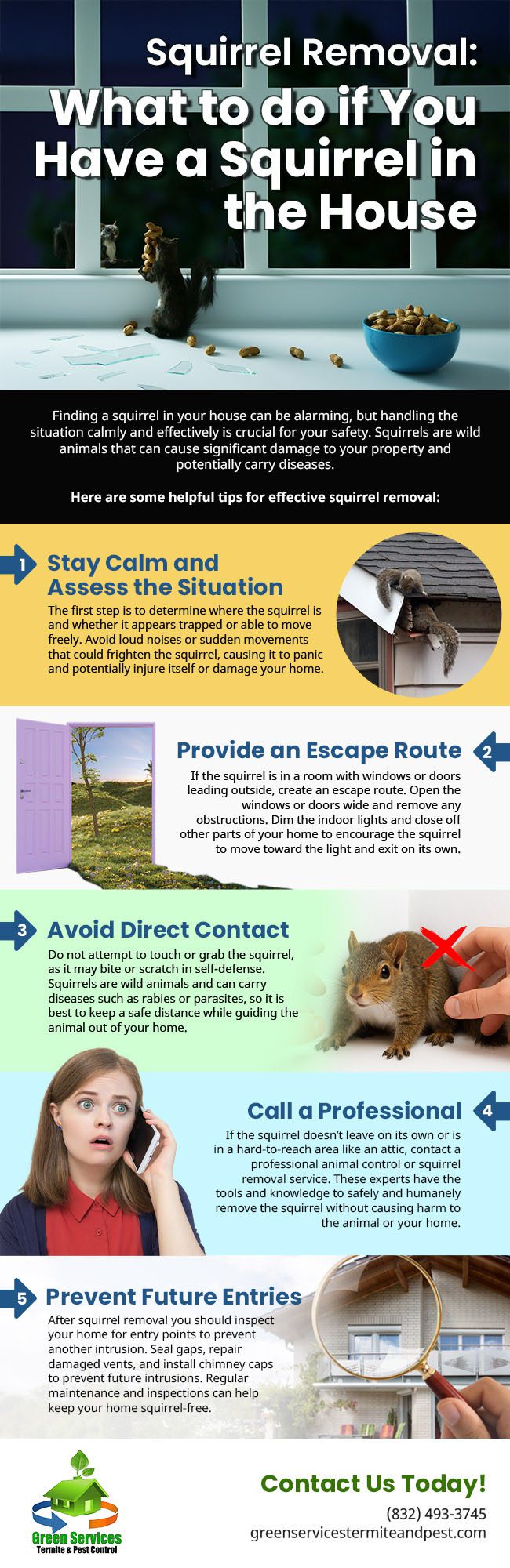 Squirrel Removal: What to do if You Have a Squirrel in the House